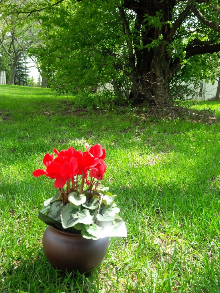 IMG_20140518_123758 (3)